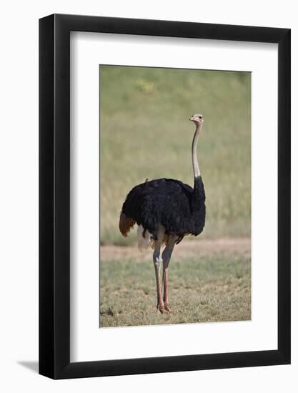 Common ostrich (Struthio camelus), male in breeding plumage, Kgalagadi Transfrontier Park, South Af-James Hager-Framed Photographic Print