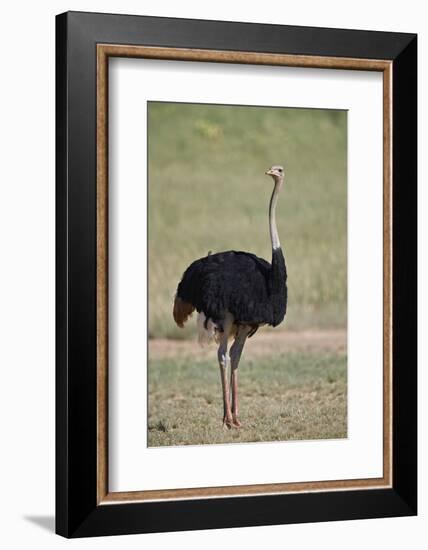 Common ostrich (Struthio camelus), male in breeding plumage, Kgalagadi Transfrontier Park, South Af-James Hager-Framed Photographic Print