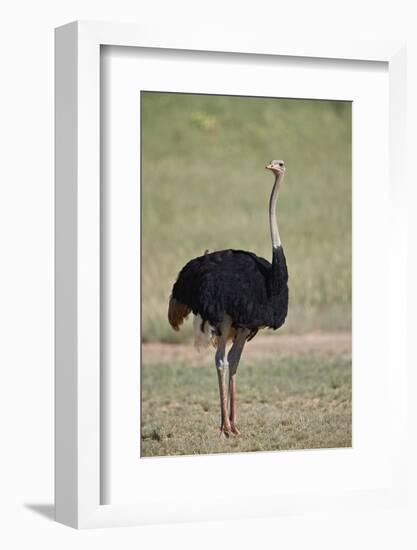 Common ostrich (Struthio camelus), male in breeding plumage, Kgalagadi Transfrontier Park, South Af-James Hager-Framed Photographic Print