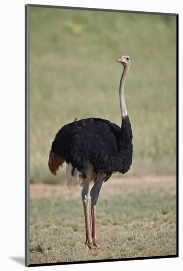 Common ostrich (Struthio camelus), male in breeding plumage, Kgalagadi Transfrontier Park, South Af-James Hager-Mounted Photographic Print