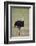 Common ostrich (Struthio camelus), male in breeding plumage, Kgalagadi Transfrontier Park, South Af-James Hager-Framed Photographic Print