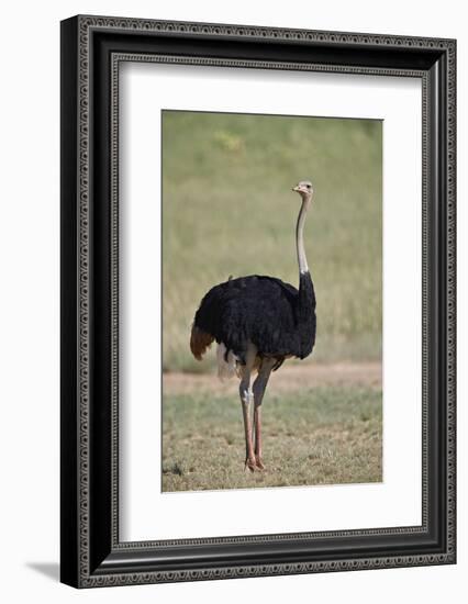 Common ostrich (Struthio camelus), male in breeding plumage, Kgalagadi Transfrontier Park, South Af-James Hager-Framed Photographic Print