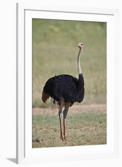 Common ostrich (Struthio camelus), male in breeding plumage, Kgalagadi Transfrontier Park, South Af-James Hager-Framed Photographic Print