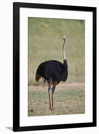 Common ostrich (Struthio camelus), male in breeding plumage, Kgalagadi Transfrontier Park, South Af-James Hager-Framed Photographic Print