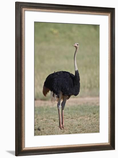 Common ostrich (Struthio camelus), male in breeding plumage, Kgalagadi Transfrontier Park, South Af-James Hager-Framed Photographic Print