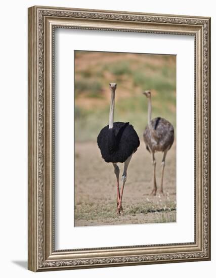 Common ostrich (Struthio camelus), male in breeding plumage with female, Kgalagadi Transfrontier Pa-James Hager-Framed Photographic Print