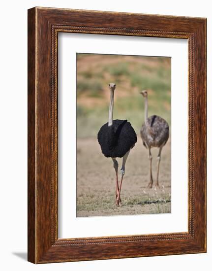 Common ostrich (Struthio camelus), male in breeding plumage with female, Kgalagadi Transfrontier Pa-James Hager-Framed Photographic Print