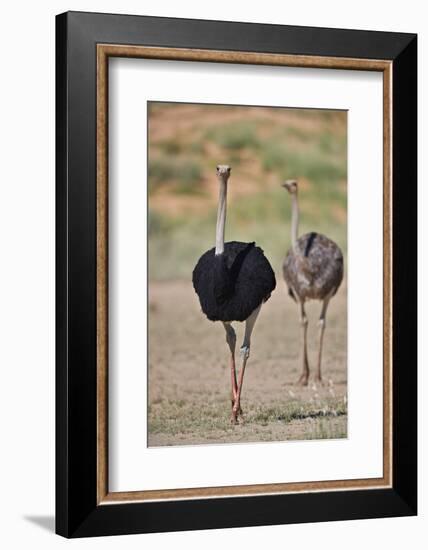 Common ostrich (Struthio camelus), male in breeding plumage with female, Kgalagadi Transfrontier Pa-James Hager-Framed Photographic Print