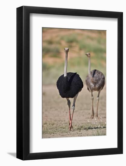 Common ostrich (Struthio camelus), male in breeding plumage with female, Kgalagadi Transfrontier Pa-James Hager-Framed Photographic Print