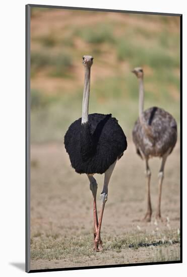 Common ostrich (Struthio camelus), male in breeding plumage with female, Kgalagadi Transfrontier Pa-James Hager-Mounted Photographic Print