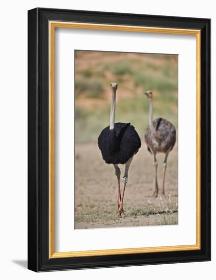 Common ostrich (Struthio camelus), male in breeding plumage with female, Kgalagadi Transfrontier Pa-James Hager-Framed Photographic Print