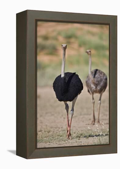 Common ostrich (Struthio camelus), male in breeding plumage with female, Kgalagadi Transfrontier Pa-James Hager-Framed Premier Image Canvas