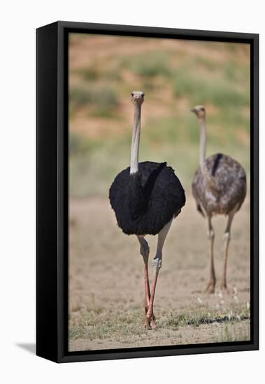 Common ostrich (Struthio camelus), male in breeding plumage with female, Kgalagadi Transfrontier Pa-James Hager-Framed Premier Image Canvas