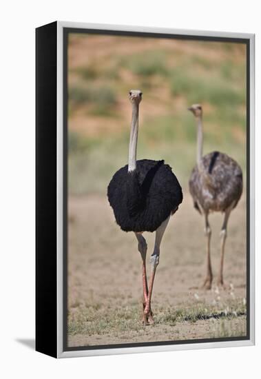 Common ostrich (Struthio camelus), male in breeding plumage with female, Kgalagadi Transfrontier Pa-James Hager-Framed Premier Image Canvas