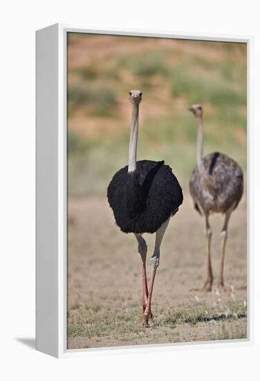 Common ostrich (Struthio camelus), male in breeding plumage with female, Kgalagadi Transfrontier Pa-James Hager-Framed Premier Image Canvas