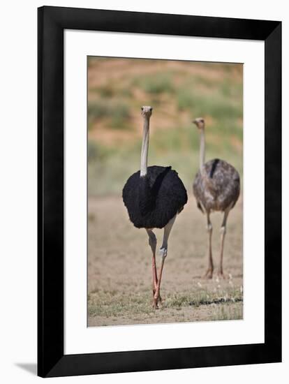 Common ostrich (Struthio camelus), male in breeding plumage with female, Kgalagadi Transfrontier Pa-James Hager-Framed Photographic Print