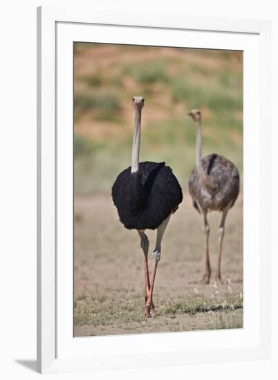 Common ostrich (Struthio camelus), male in breeding plumage with female, Kgalagadi Transfrontier Pa-James Hager-Framed Photographic Print