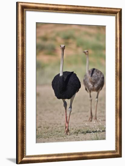 Common ostrich (Struthio camelus), male in breeding plumage with female, Kgalagadi Transfrontier Pa-James Hager-Framed Photographic Print