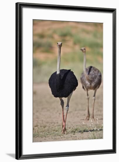Common ostrich (Struthio camelus), male in breeding plumage with female, Kgalagadi Transfrontier Pa-James Hager-Framed Photographic Print