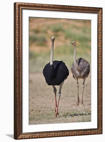 Common ostrich (Struthio camelus), male in breeding plumage with female, Kgalagadi Transfrontier Pa-James Hager-Framed Photographic Print