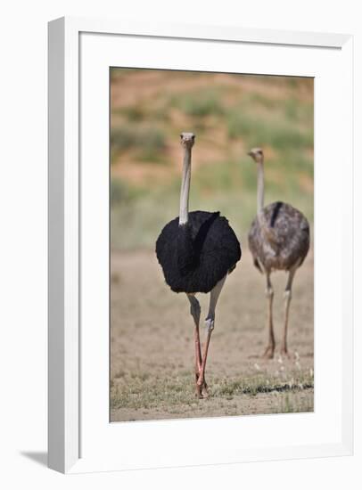 Common ostrich (Struthio camelus), male in breeding plumage with female, Kgalagadi Transfrontier Pa-James Hager-Framed Photographic Print