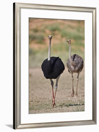 Common ostrich (Struthio camelus), male in breeding plumage with female, Kgalagadi Transfrontier Pa-James Hager-Framed Photographic Print