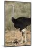 Common Ostrich (Struthio Camelus) Male with Two Chicks-James Hager-Mounted Photographic Print