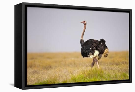 Common Ostrich (Struthio Camelus), or Simply Ostrich, is a Species of Large Flightless Bird Native-Milan Zygmunt-Framed Premier Image Canvas