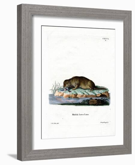 Common Otter-null-Framed Giclee Print