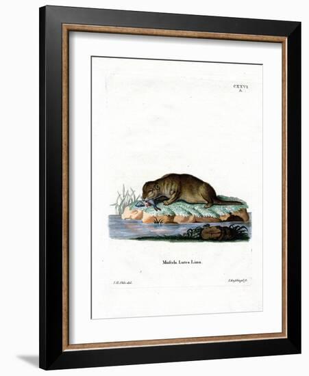 Common Otter-null-Framed Giclee Print