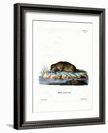 Common Otter-null-Framed Giclee Print