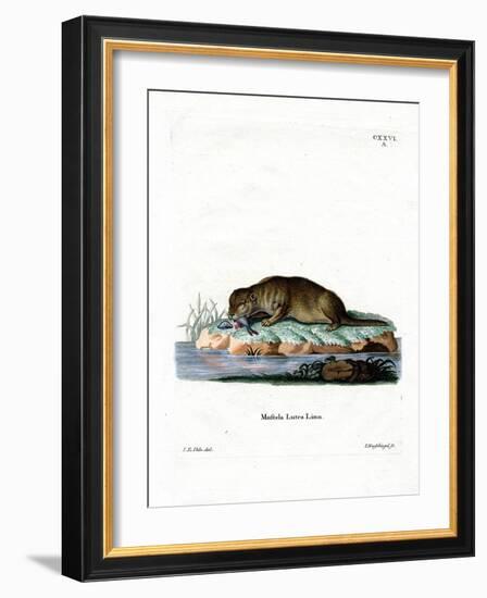Common Otter-null-Framed Giclee Print
