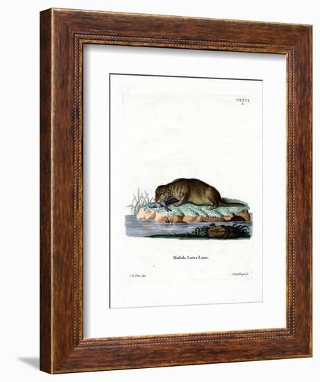 Common Otter-null-Framed Giclee Print