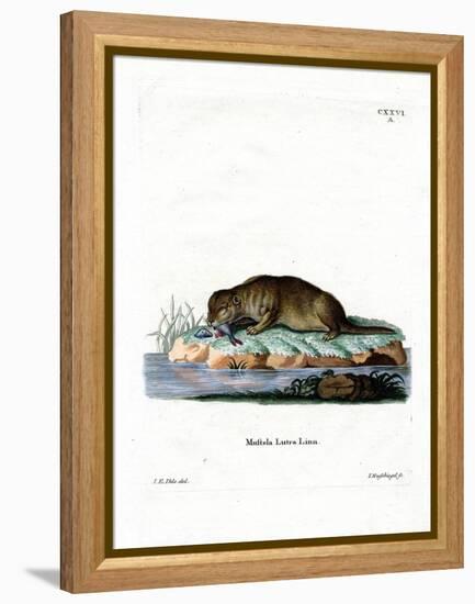 Common Otter-null-Framed Premier Image Canvas