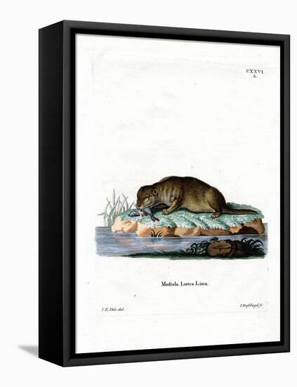 Common Otter-null-Framed Premier Image Canvas