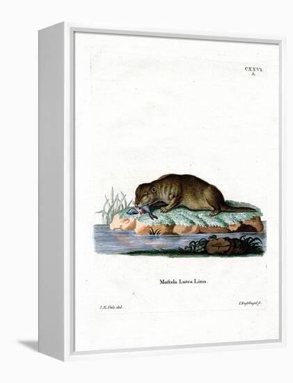 Common Otter-null-Framed Premier Image Canvas