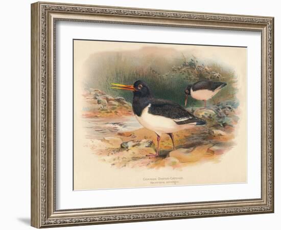 Common Oyster-Catcher (Haematopus ostralegus), 1900, (1900)-Charles Whymper-Framed Giclee Print