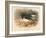 Common Oyster-Catcher (Haematopus ostralegus), 1900, (1900)-Charles Whymper-Framed Giclee Print