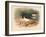 Common Oyster-Catcher (Haematopus ostralegus), 1900, (1900)-Charles Whymper-Framed Giclee Print