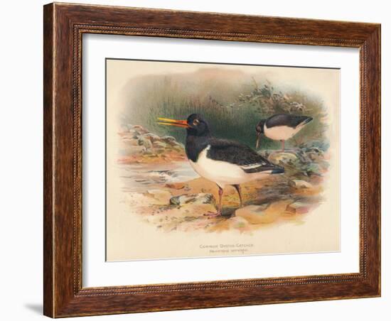 Common Oyster-Catcher (Haematopus ostralegus), 1900, (1900)-Charles Whymper-Framed Giclee Print