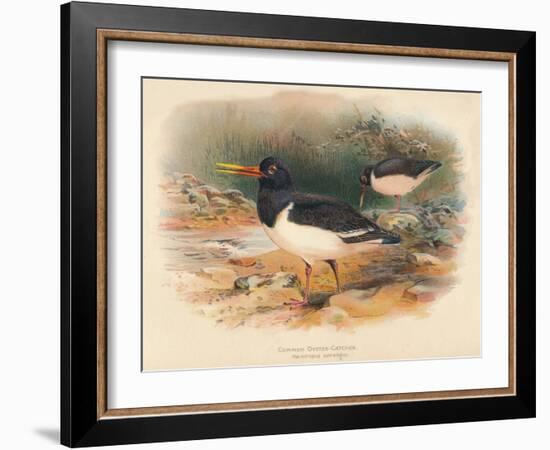 Common Oyster-Catcher (Haematopus ostralegus), 1900, (1900)-Charles Whymper-Framed Giclee Print