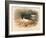 Common Oyster-Catcher (Haematopus ostralegus), 1900, (1900)-Charles Whymper-Framed Giclee Print