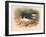 Common Oyster-Catcher (Haematopus ostralegus), 1900, (1900)-Charles Whymper-Framed Giclee Print