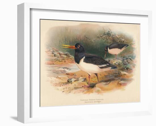 Common Oyster-Catcher (Haematopus ostralegus), 1900, (1900)-Charles Whymper-Framed Giclee Print