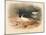 Common Oyster-Catcher (Haematopus ostralegus), 1900, (1900)-Charles Whymper-Mounted Giclee Print