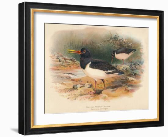 Common Oyster-Catcher (Haematopus ostralegus), 1900, (1900)-Charles Whymper-Framed Giclee Print