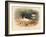 Common Oyster-Catcher (Haematopus ostralegus), 1900, (1900)-Charles Whymper-Framed Giclee Print