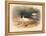 Common Oyster-Catcher (Haematopus ostralegus), 1900, (1900)-Charles Whymper-Framed Premier Image Canvas