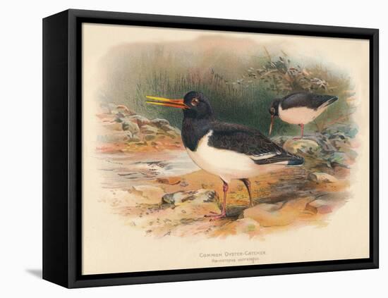 Common Oyster-Catcher (Haematopus ostralegus), 1900, (1900)-Charles Whymper-Framed Premier Image Canvas