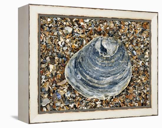 Common Oyster Shell on Beach, Normandy, France-Philippe Clement-Framed Premier Image Canvas